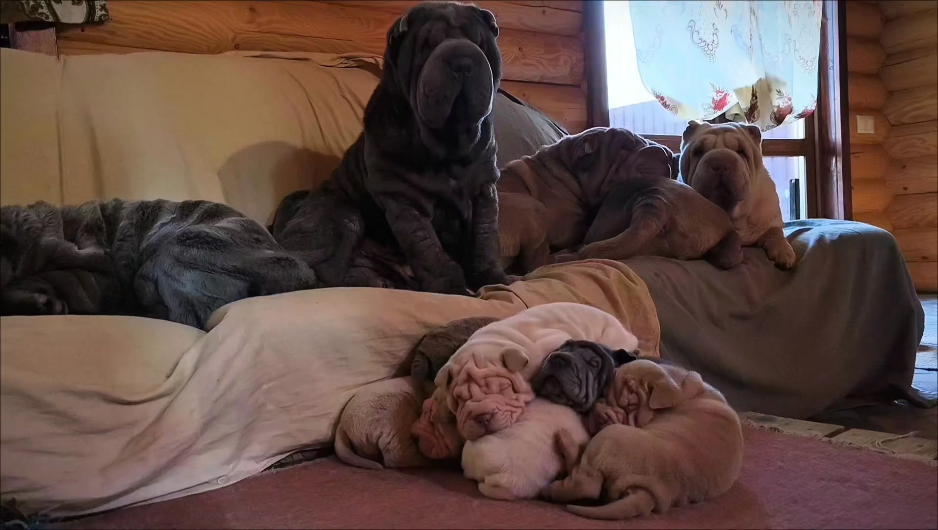 After a good breakfast, you need to rest a bit 🤣 Kennel 