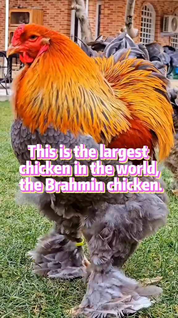 This is the largest chicken in the world, the Brahmin chicken.#usa # ...