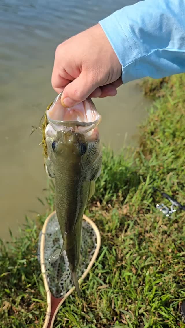 bass lures philipsburg Ultimate Bundle It features double blades that amplify the plopper sound and splash North Carolina guides suggest being
