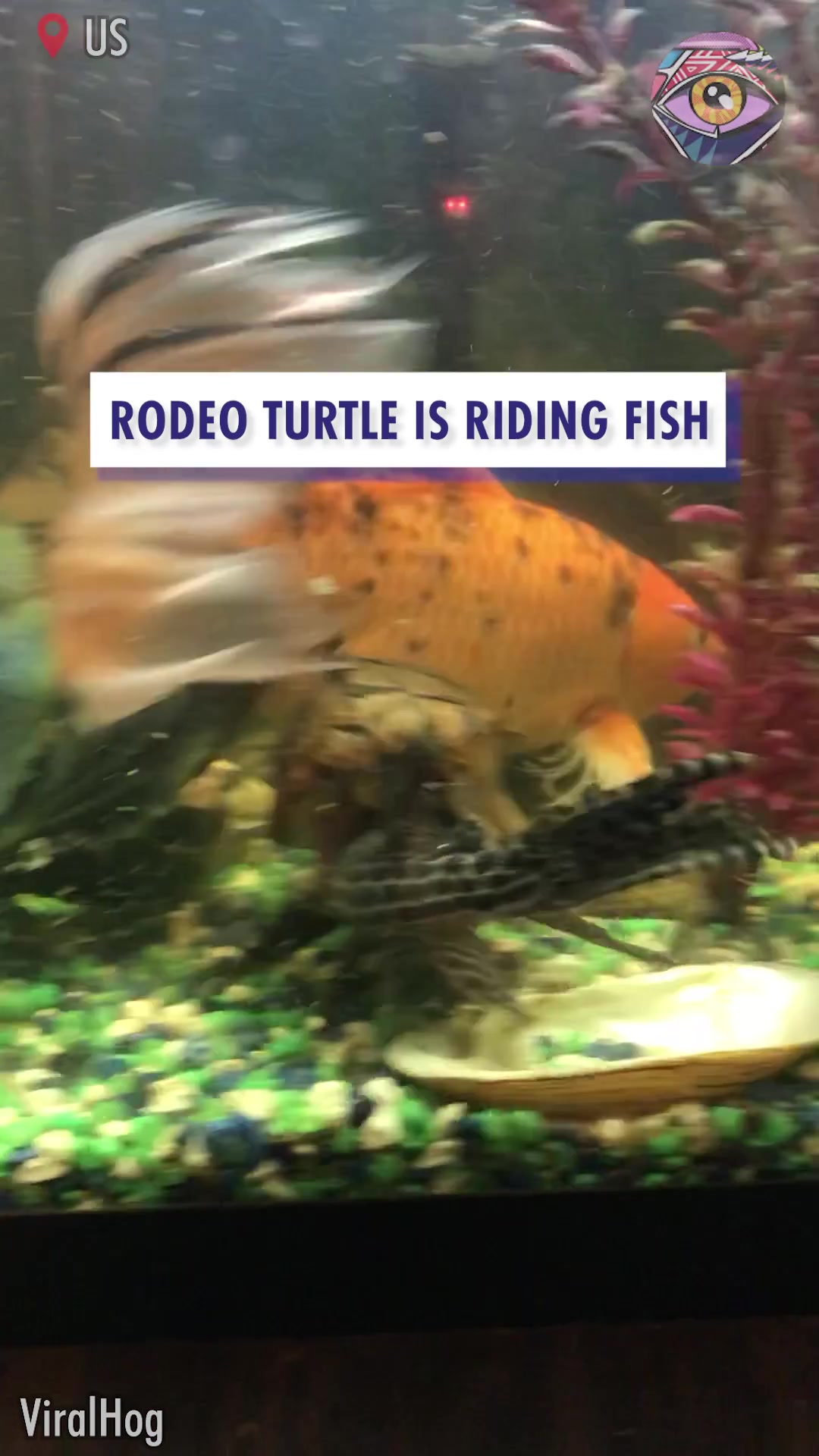 Fish gives turtle piggyback ride #joy | Now I've Seen Everything | Facebook