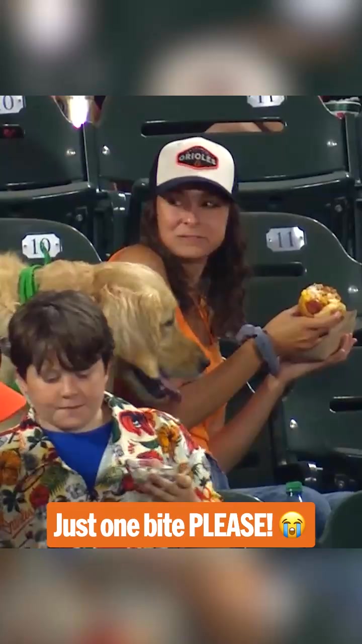MLB - It's a dog eat dog world! 🌭🐶 | Facebook