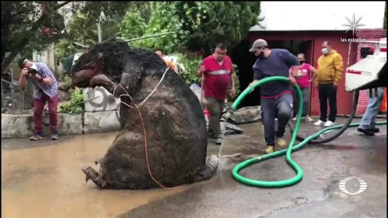 🚨🚨😱ENCUENTRAN RATA🐀 GIGANTE 😱🚨🚨 EN EL DRENAJE DE LA CDMX ****Es una ...