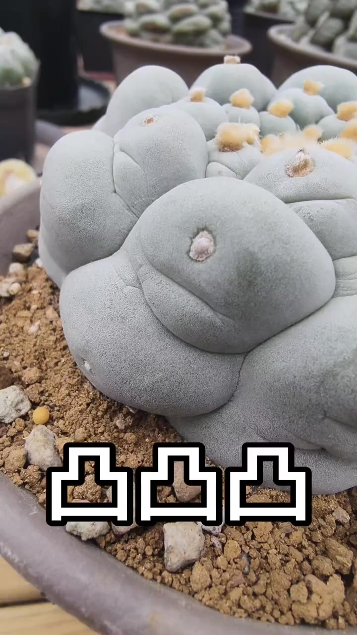 大疣凸起银冠玉· 实生🌵 疣点饱满， 轮廓一颗一颗鼓出来。 这种形态