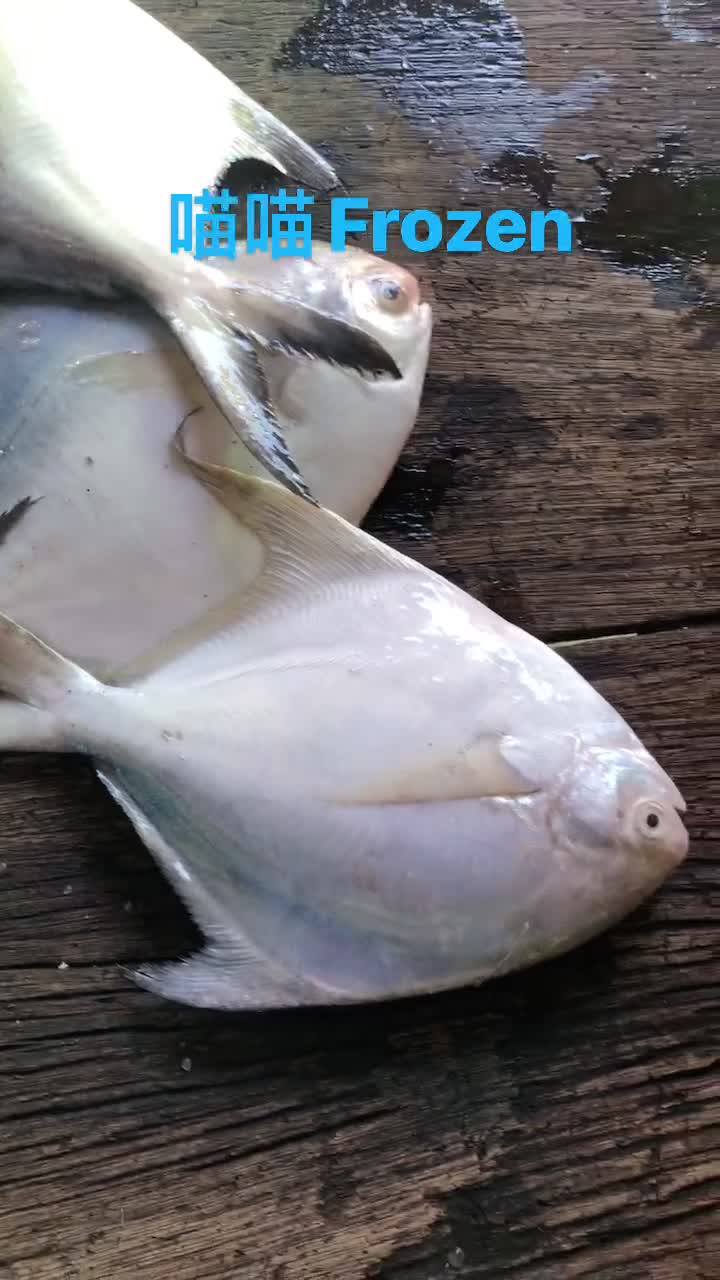 喵喵frozen - 3/2/2021 最后冲刺了 来来来🔥🔥 新鲜上岸的 #斗昌🐟、#白昌🐟 和 #竹鲛🐟... | Facebook