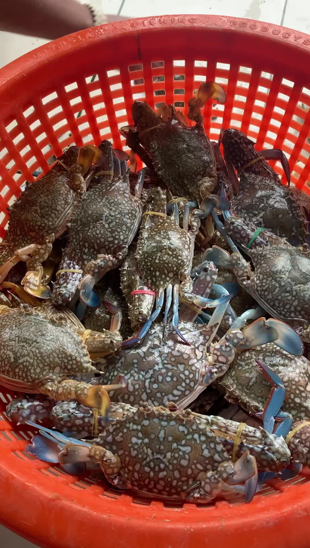 Lanta Sea Fish | Ban Koh Lanta