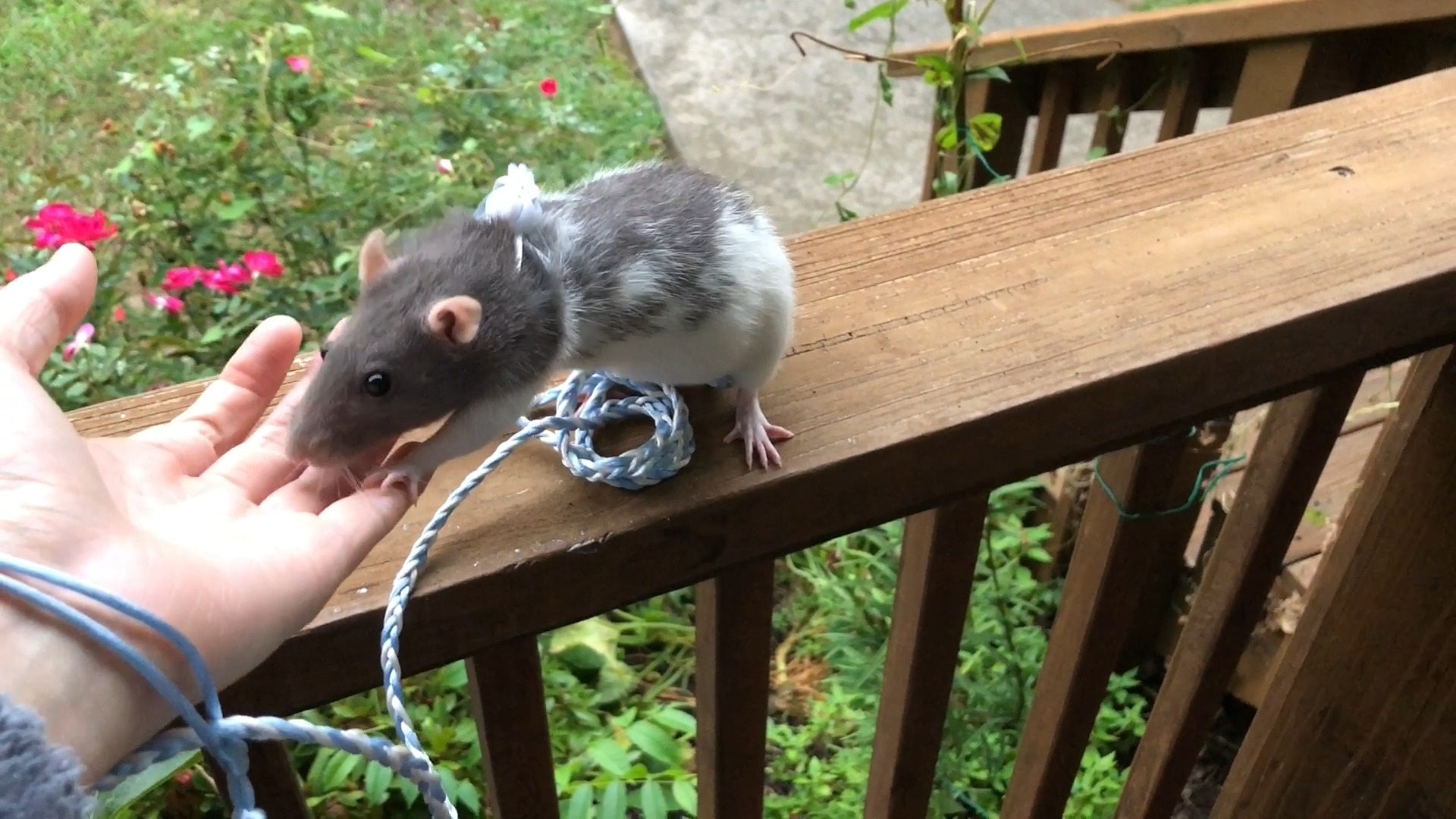 Espresso spinning on harness on my porch...then desiding she's done ...