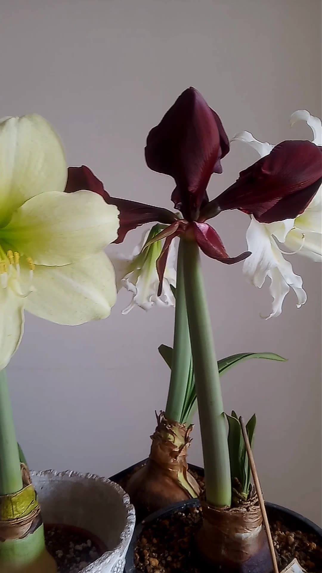 Roja Flower Wallpaper