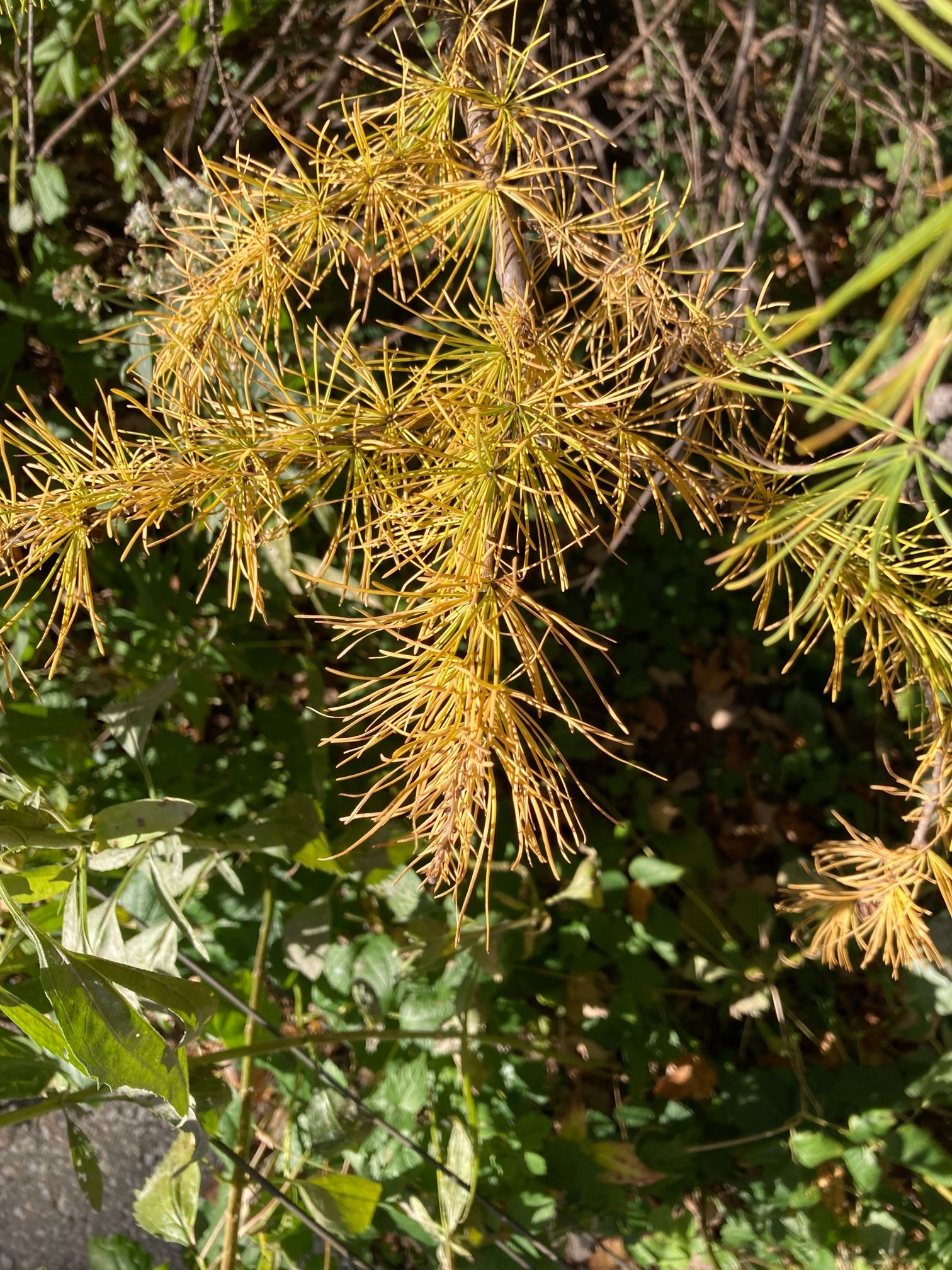 Species highlight: Tamarack, our native deciduous conifer. While not ...