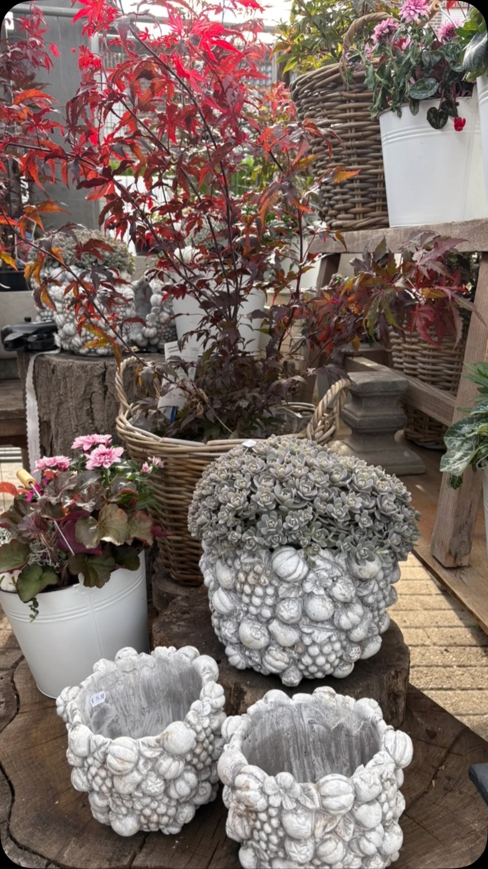 Wir haben heute eine schöne neue Outdoor Dekoration erstellt 🍁🌿 🌿🍂, Ausgefallene Pflanzen und tolle Keramik verschönern den kommenden Herbst.#blumenvanstraalen #blumen #geschenkideen