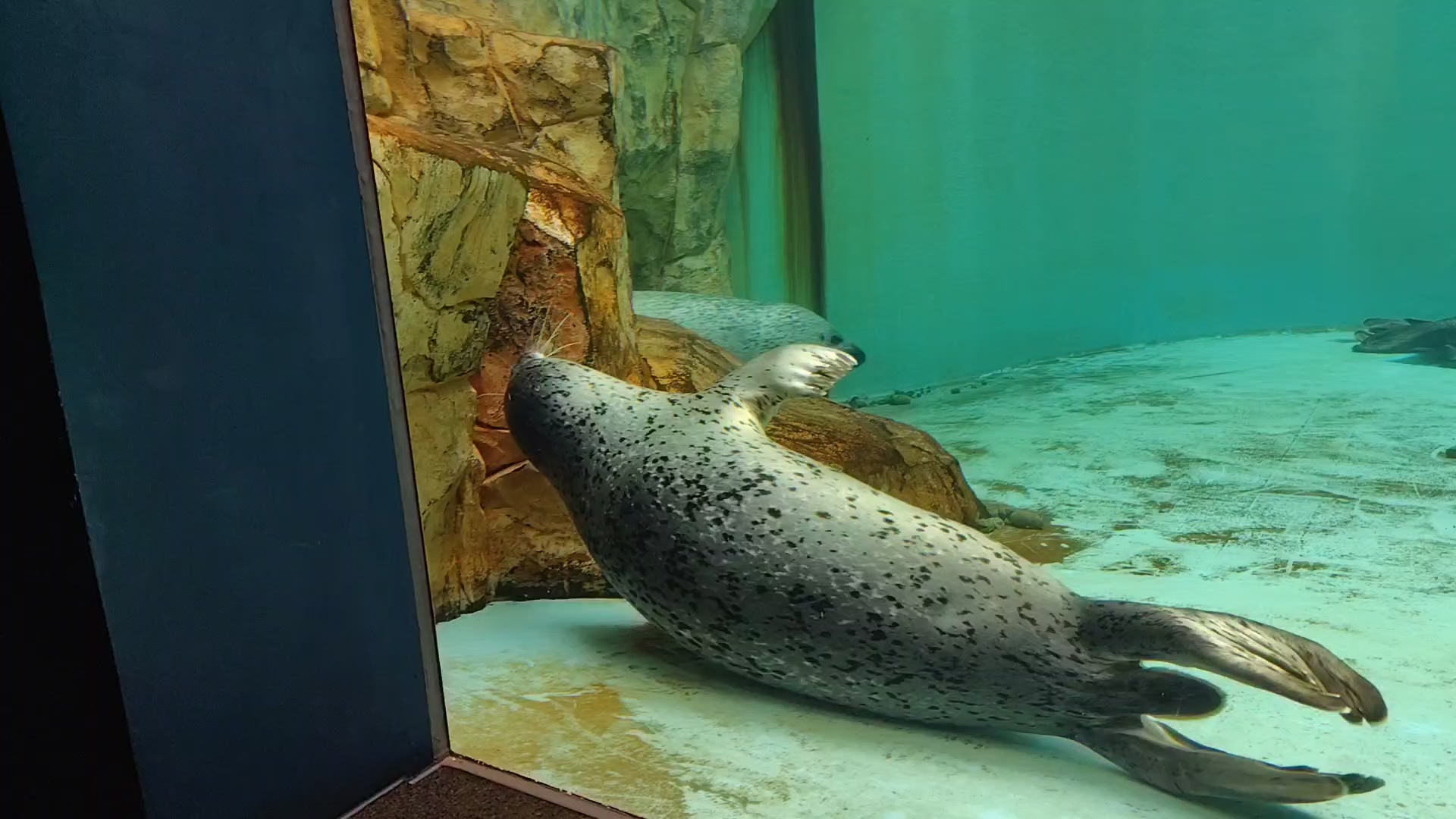 男鹿水族館GAO - 【ヤマメの婚姻色】 秋になると、ヤマメが赤く色づい