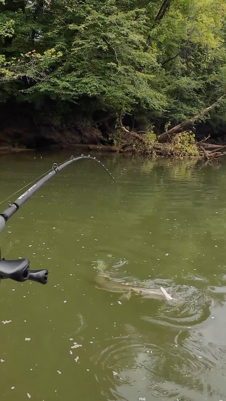 shimano combo rod Fishing & Reel Spheros Spinning Saltwater : Sports & Outdoors Freshwater Rod the Cauis C Combo Shimano Baitcasting Reel 10 Size:iC7MHMF