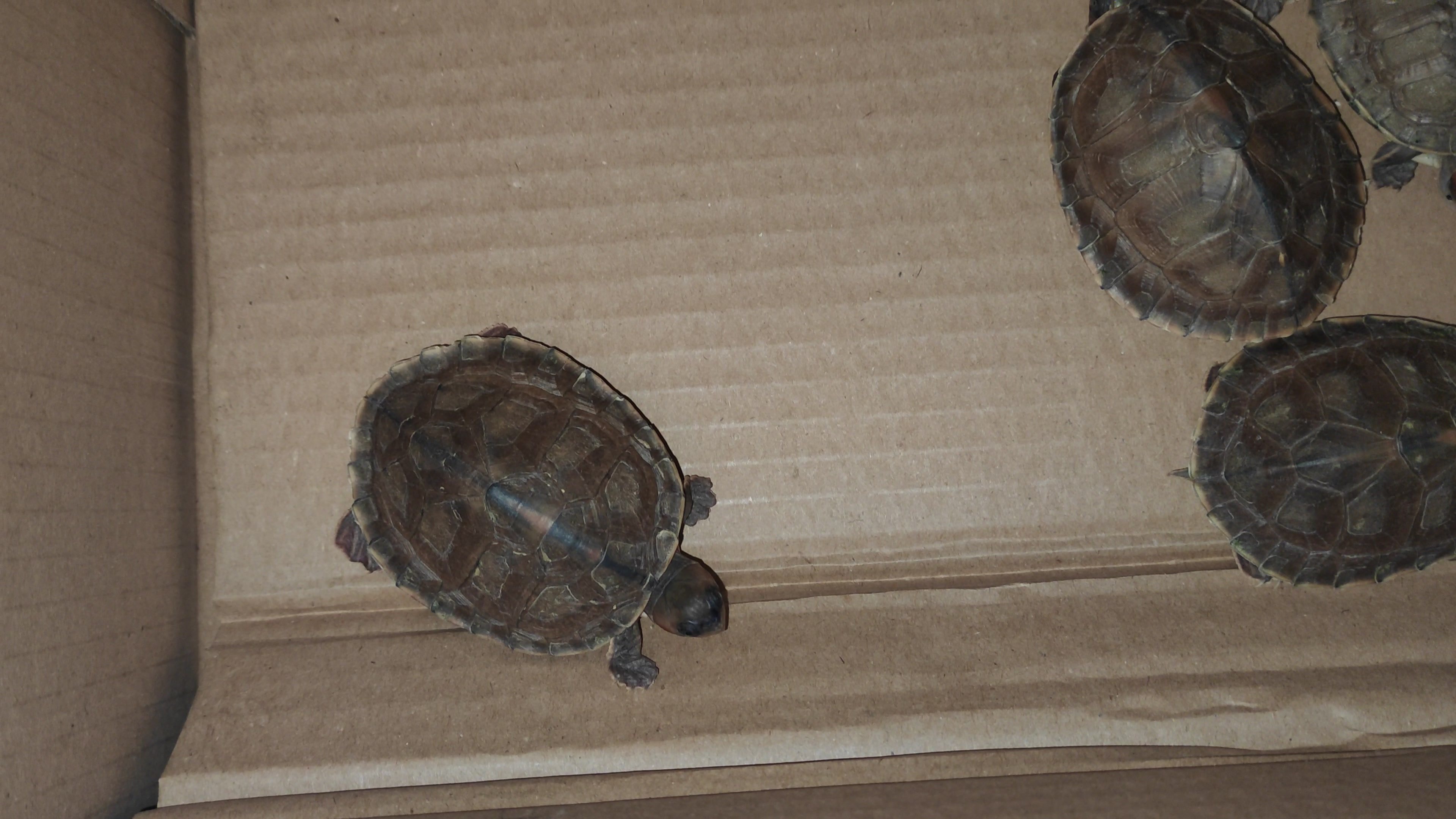 Pakistan Turtles Club | Islamabad
