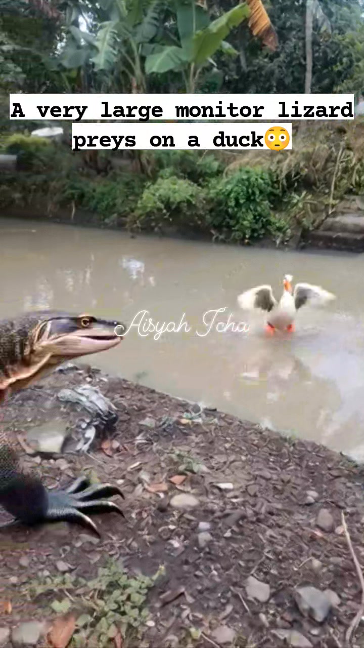 A very large monitor lizard preys on a duck😳 #lizard #duck #animals ...
