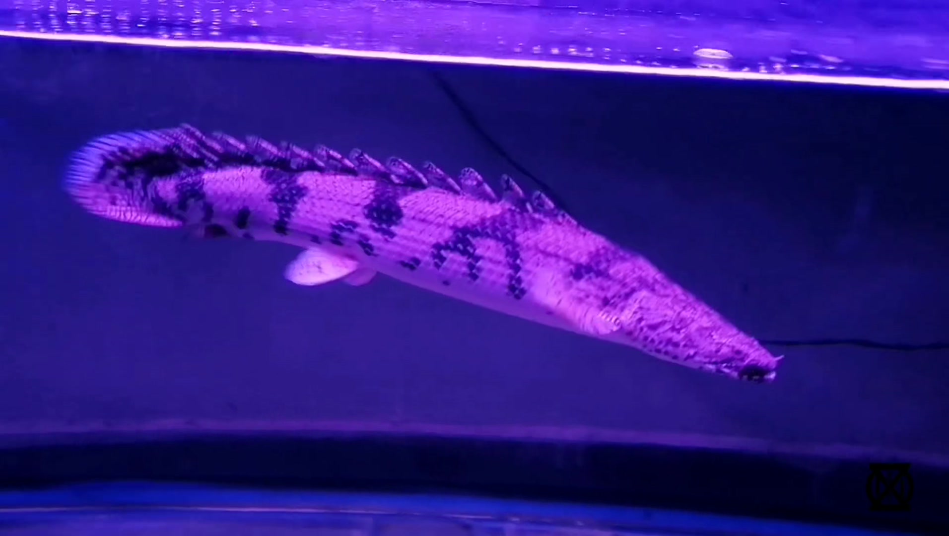 Zion Aquarium