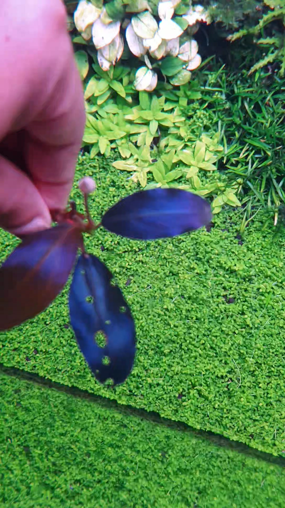 Available Bucephalandra Metallic blue (orginal) Dark, bold, and