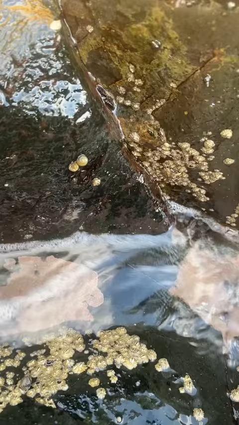 Save Poor Turtle From Shedding, Barnacles and Parasites #america # ...