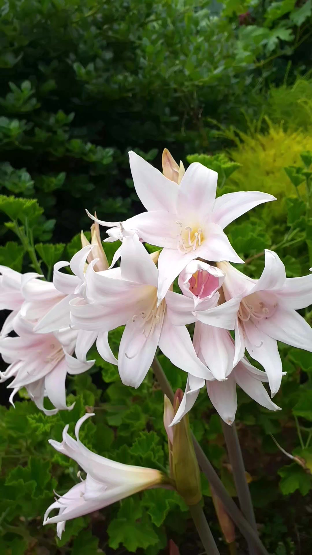 The naked lily 🙌 aka Belladonna Lily, originating from the