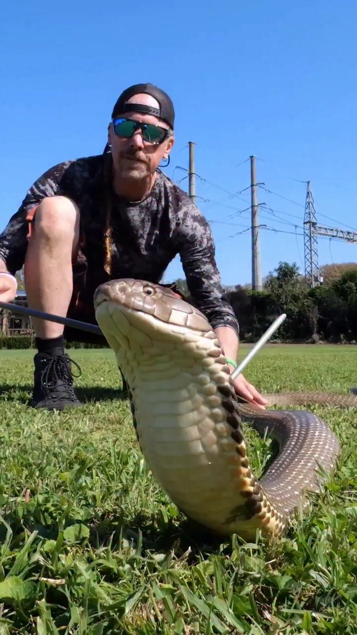 I Really enjoyed having this huge space to play with venomous snakes in ...