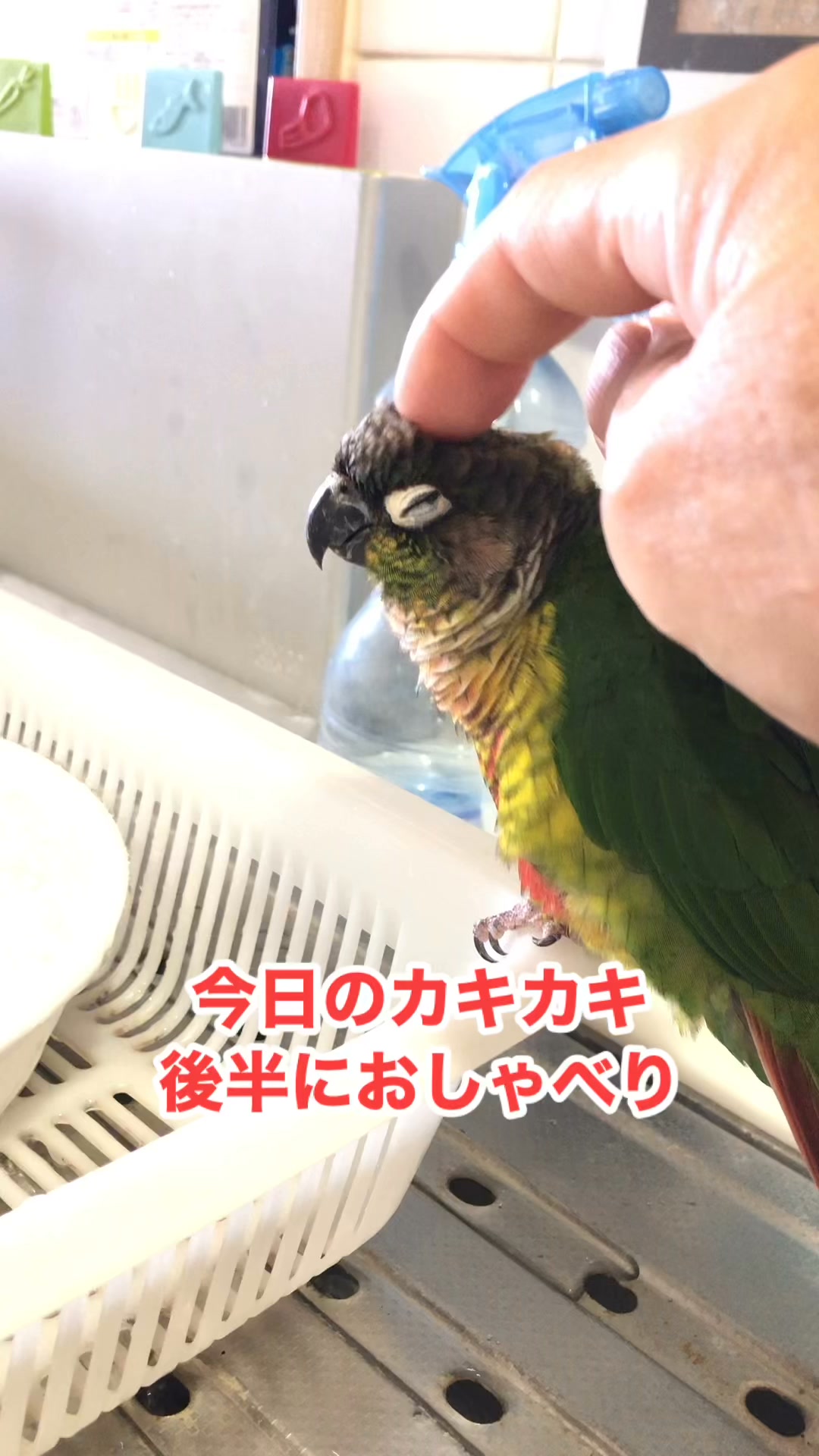 インコが大好き | Facebook