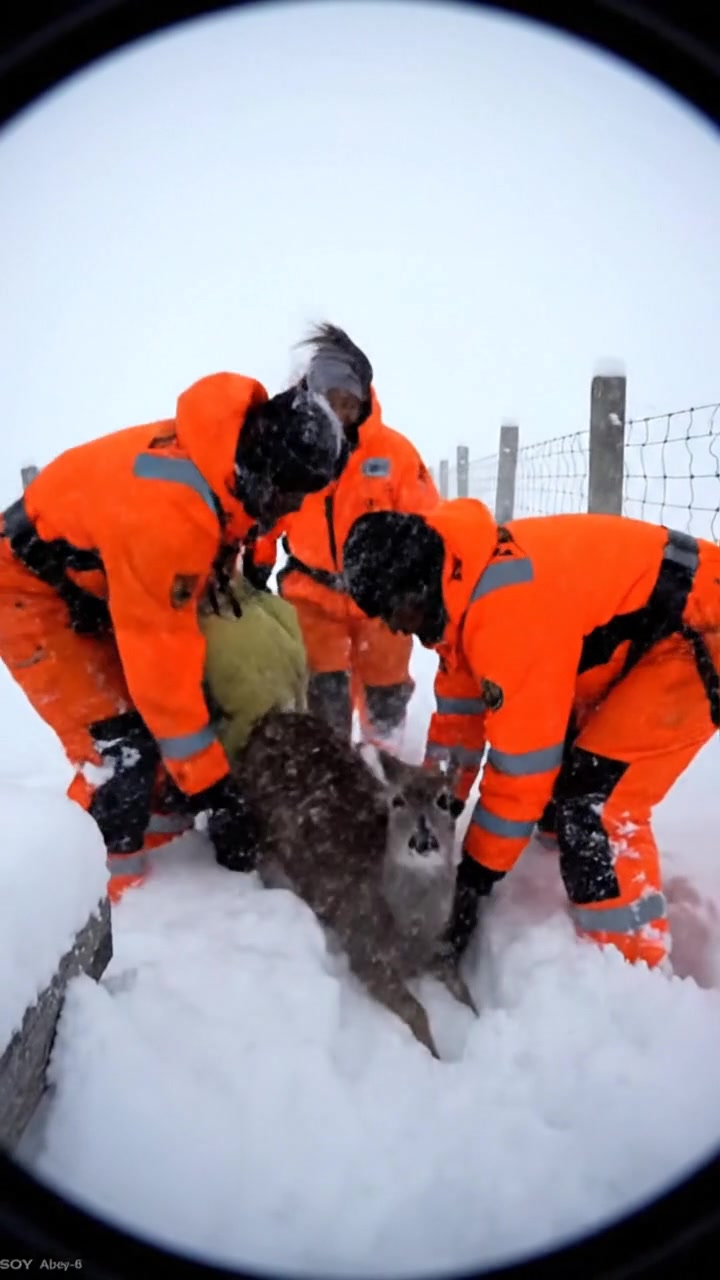 Wildlife rescuers battle whipping winds and near-zero visibility to ...