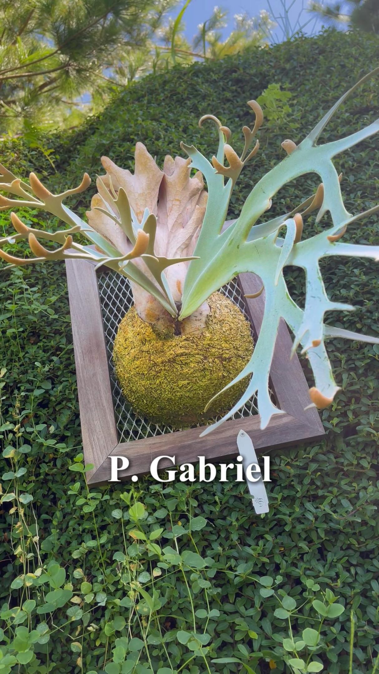 P.willinckii White boy》白男孩超白皙強壯的白男孩#ビカクシダ