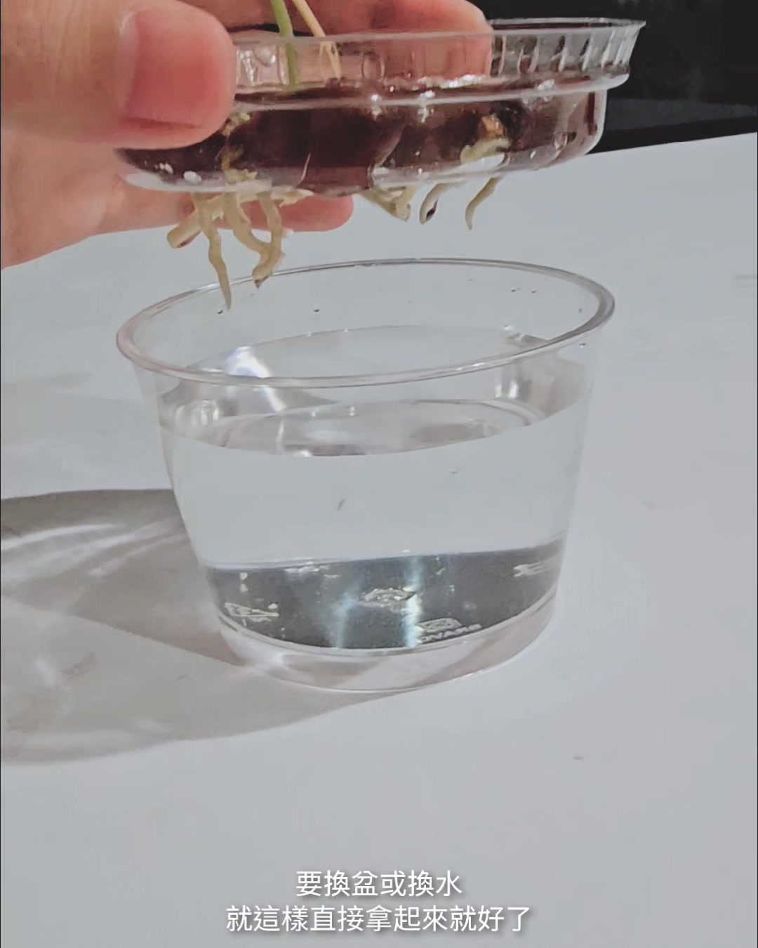 昨天脆上很多人問我粉紅荔枝水培方法，拍成影片一次回覆大家~ 其實就是種籽泡水、發芽後不要照到光這樣而已，很簡單的！ 🦠發霉： 1. 蒂頭果肉 ...