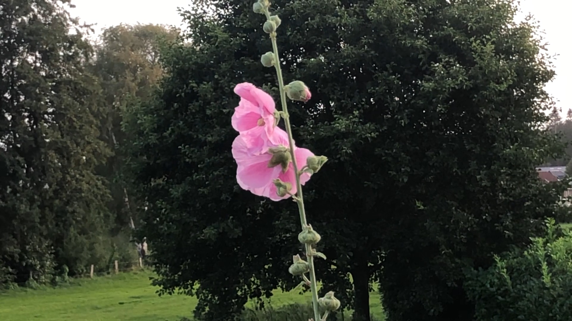 Steckrose im Wind. | Werner Kalinka MdL