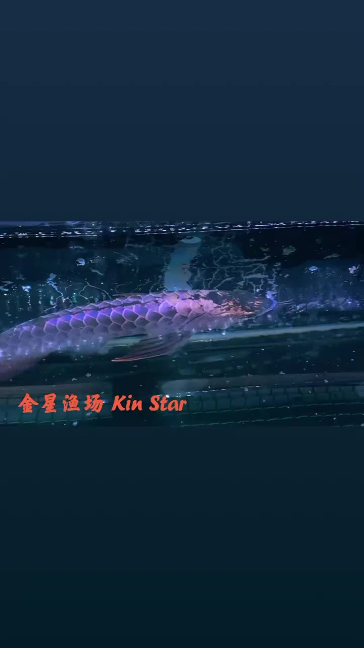 Kin Star Aqua World 金星渔场很长一段时间没有晒蓝底过背金龙了终于明白了丑小鸭变成白天鹅是什么个概念金星龙鱼繁殖场在市场已经 ...