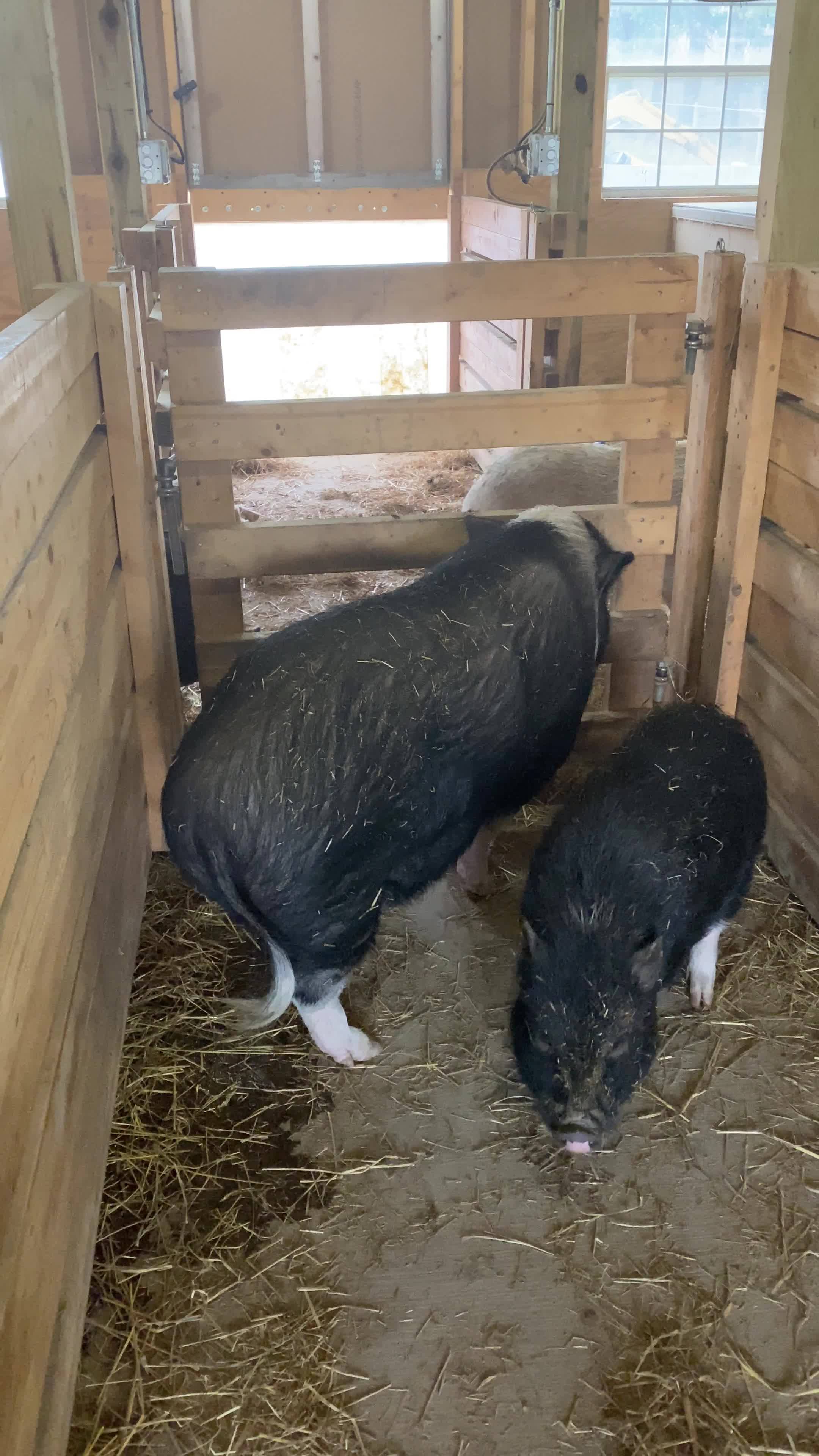 The piggies of Piggerton want to say thank you for the donations of ...