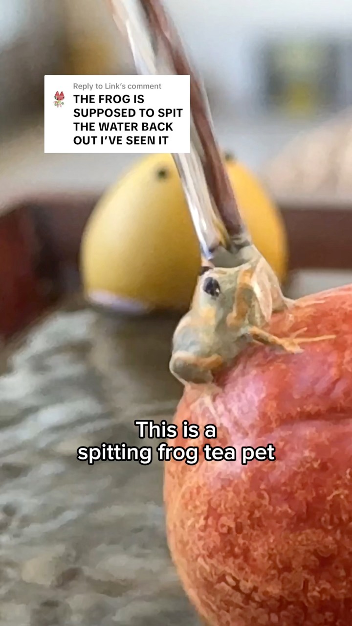 Spitting 🐸 on my site :) #tea #teapet #frog #jessesteahouse #spit # ...