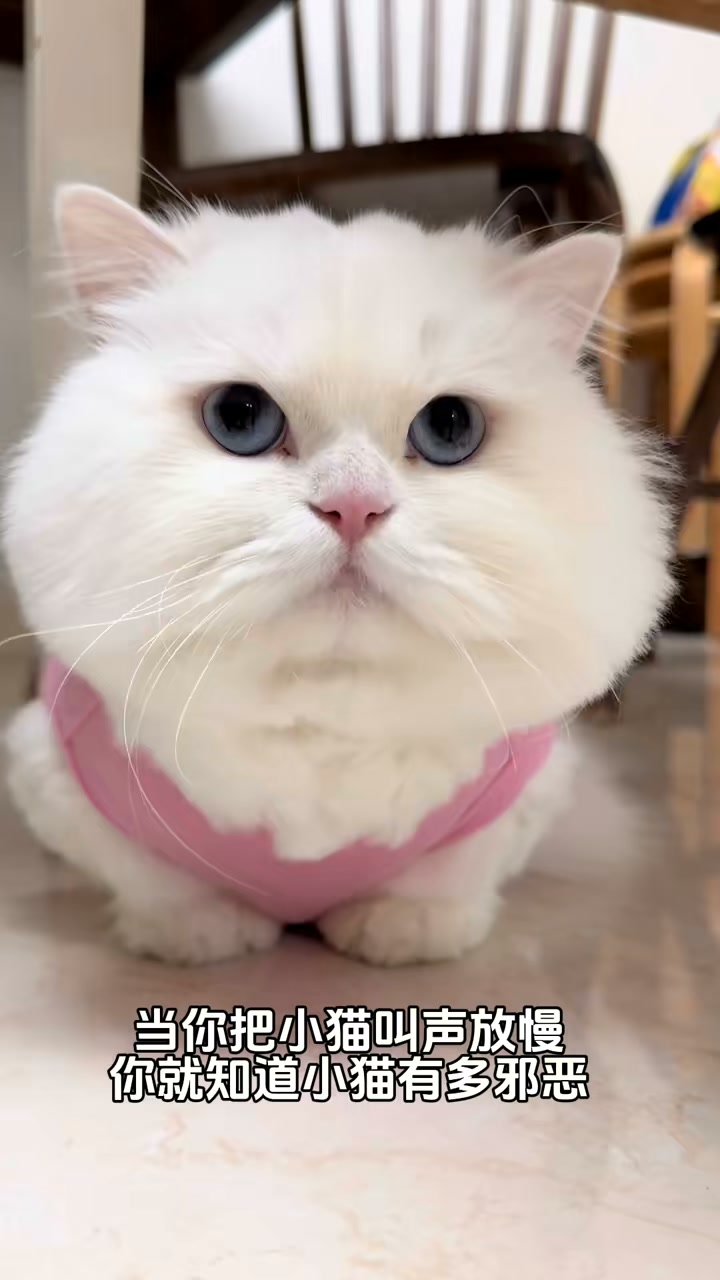 当我把小猫叫声放慢#cat #catvideos #catlife #catlovers #cats | 李西木