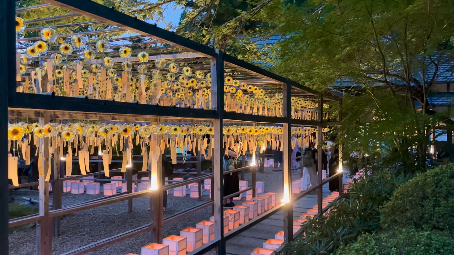 正寿院（しょうじゅいん） - 額縁構図で見られる桜は希少な景色ですよ
