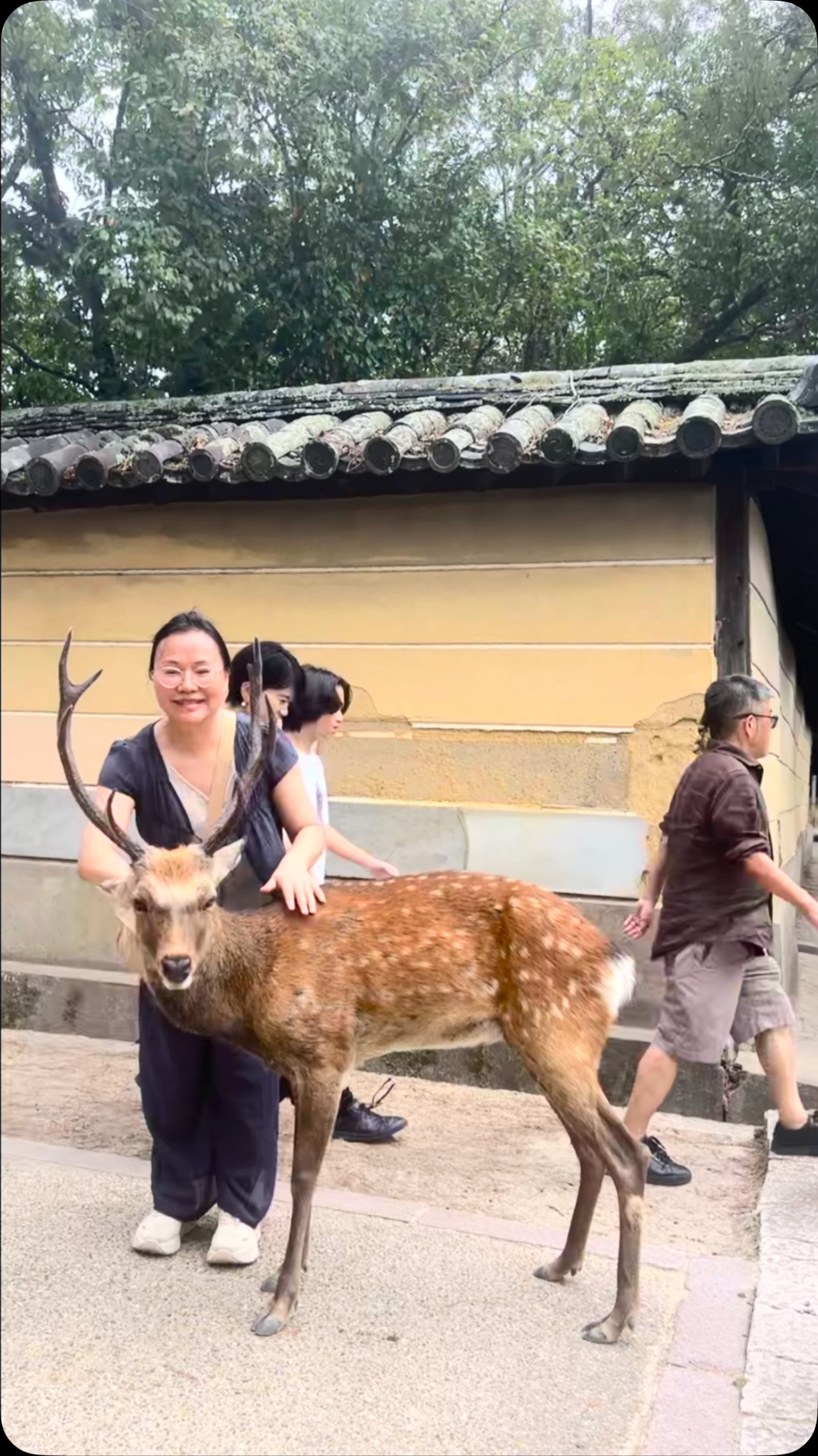 奈良的鹿生活的如此自由放肆，约束的是人类，没有见到管理人员，一切都