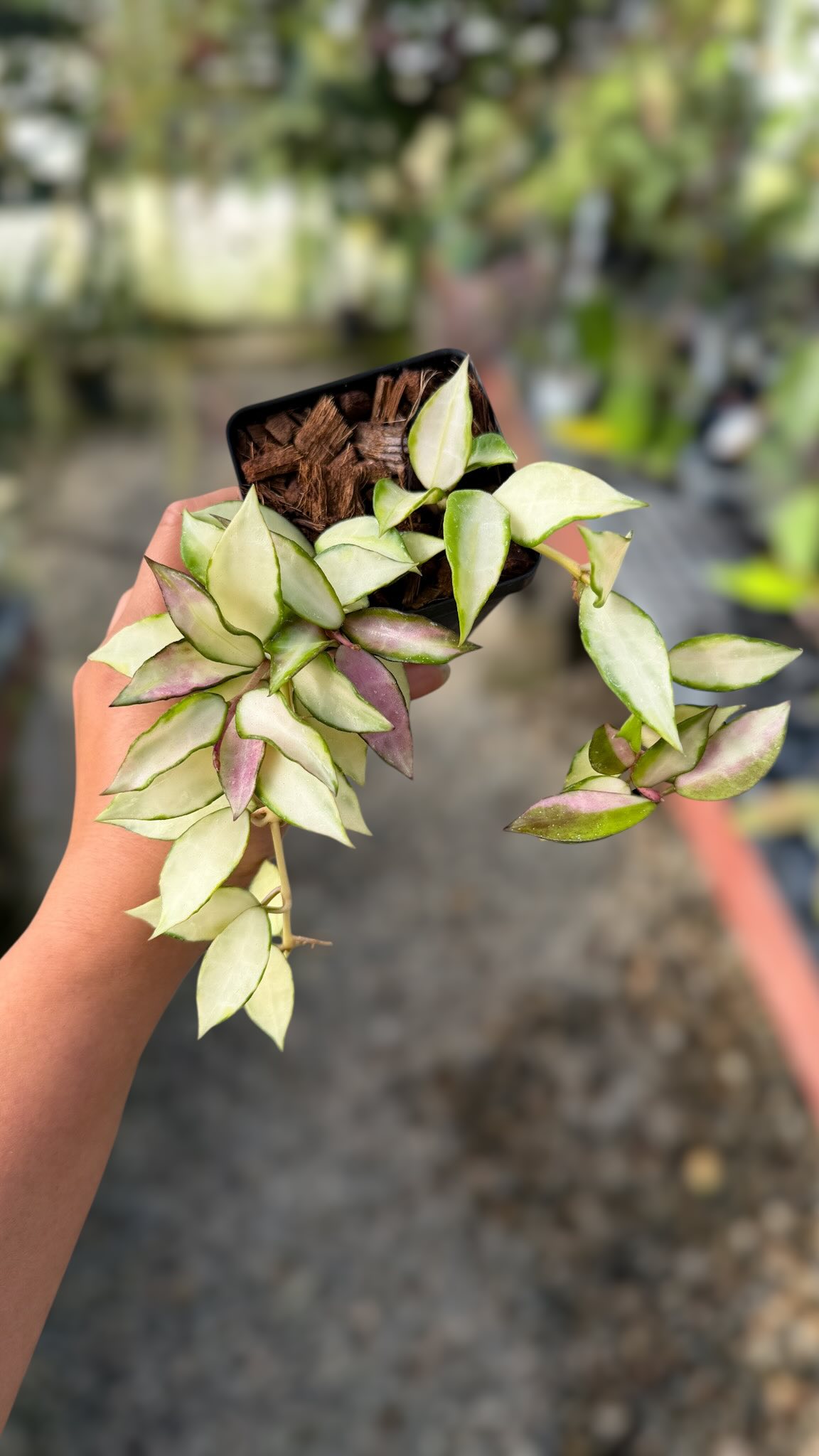Hoya lacunosa 'Souma' 😍 #hoyalacunosasouma #unsolicitedplanttalks