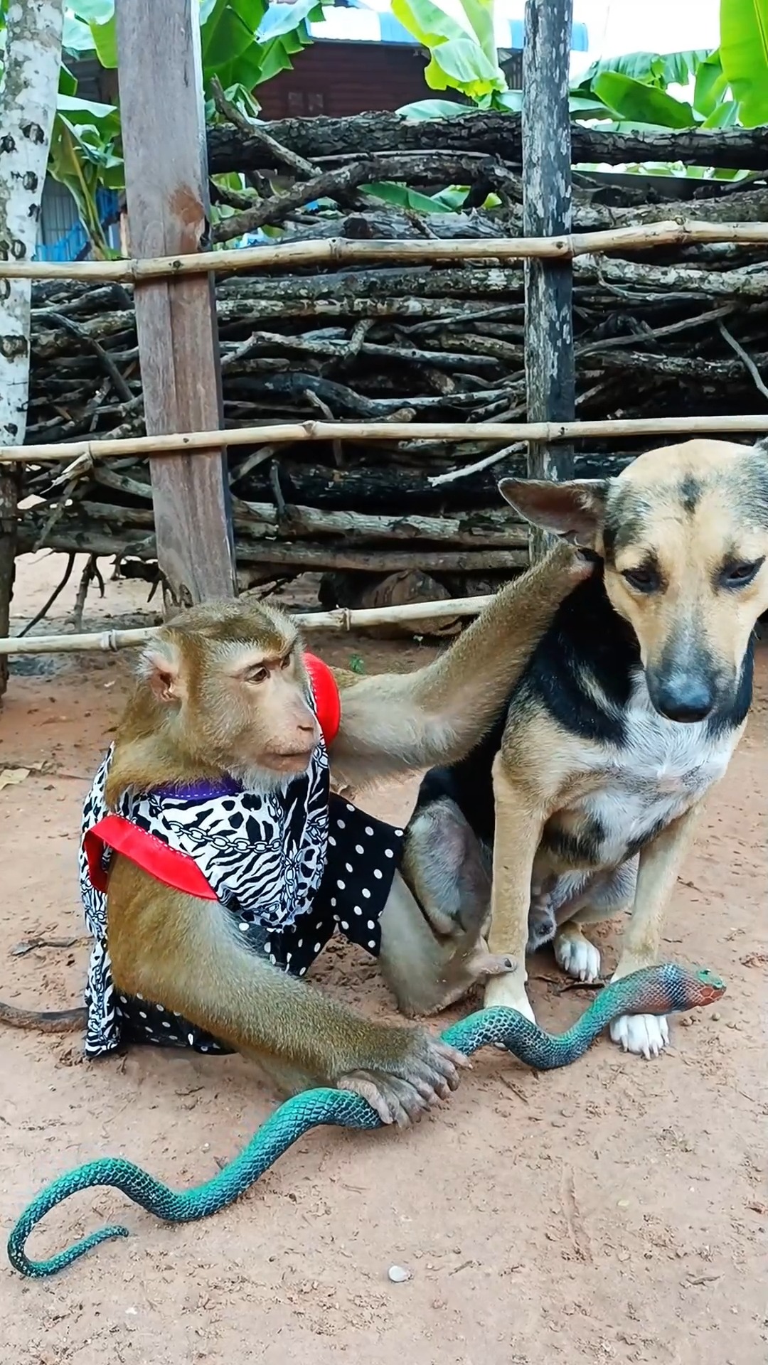 SokYaa Monkey Riding Dog Like a Horse #ViralVideo #MonkeyLife # ...