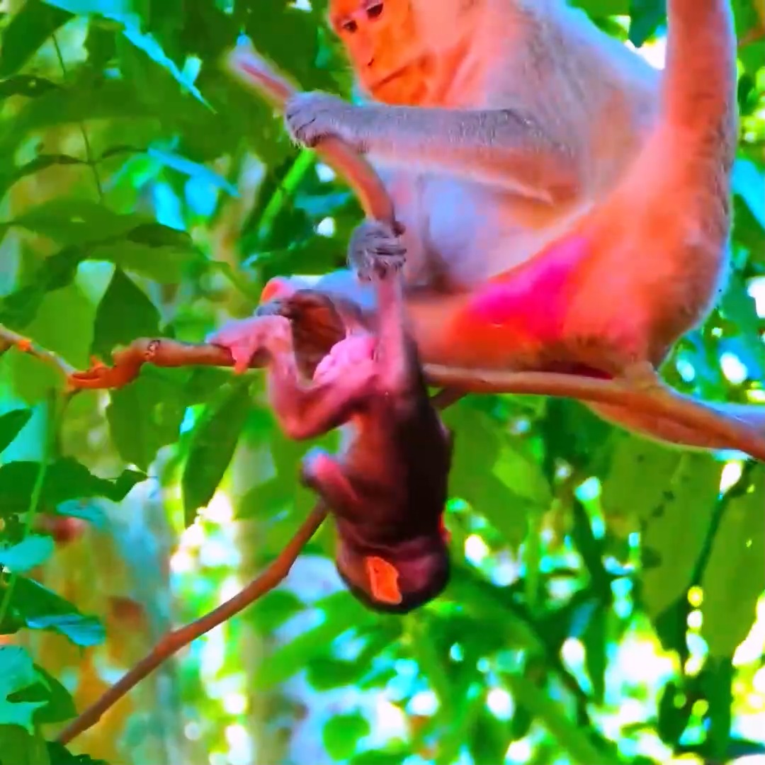 'OMG!! helping a poor baby fall down from the high tree due to young ...