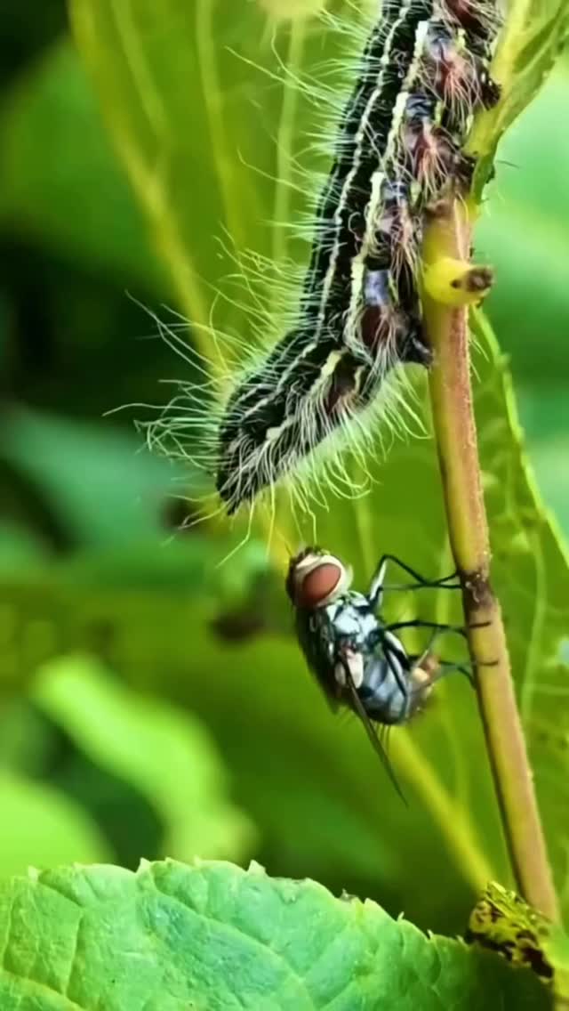 Flies, often seen as pests, play an essential role in our ecosystem ...