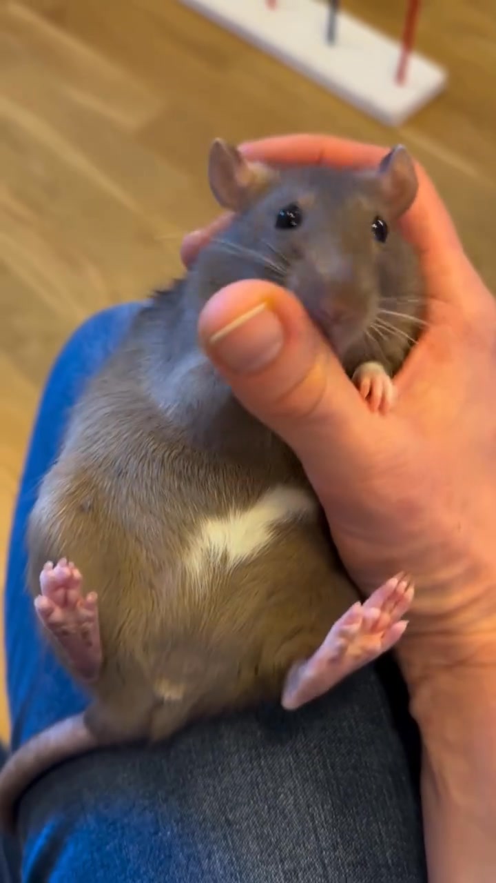 Rat Lovers & Owners | How do i get my rats to achieve this level of fat ...