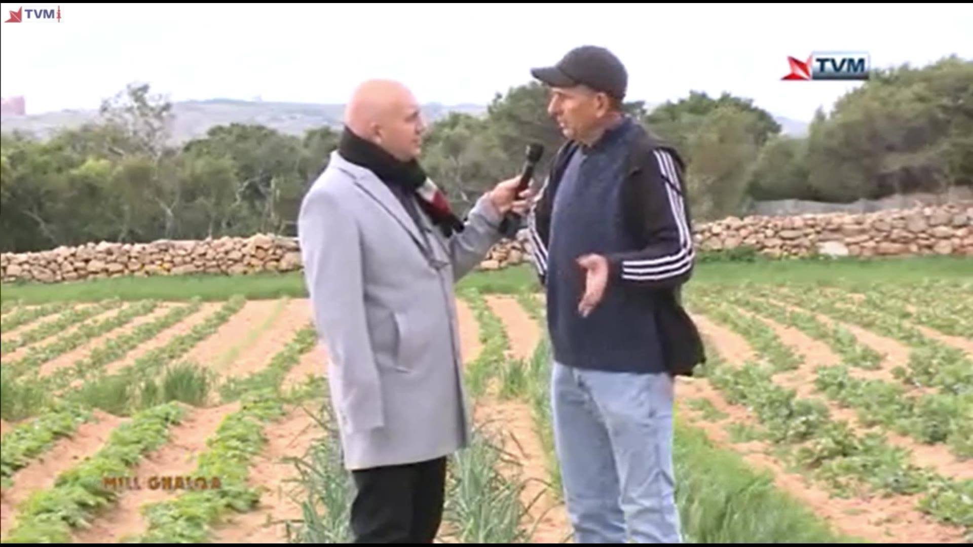 Our Darryl Grima speaks to organic farmer Lino Cini and sees how onions ...