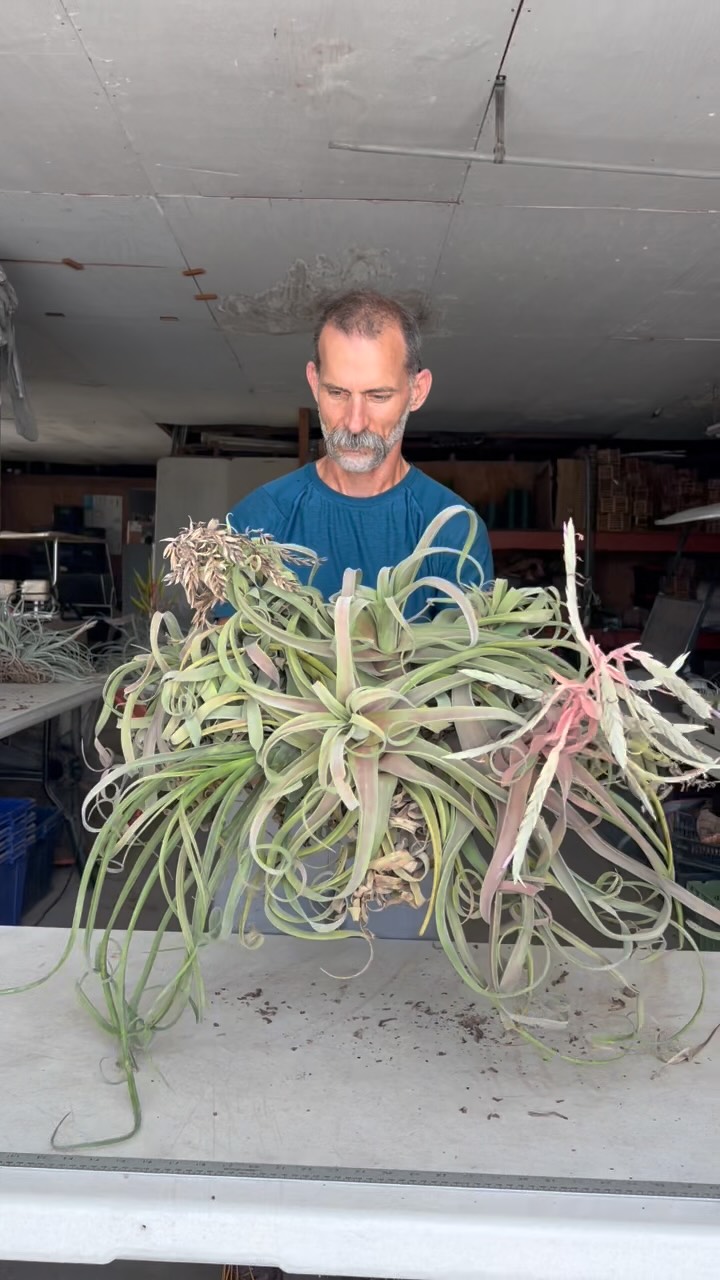 Tillandsia concolor Red Prince: The normal Tillandsia concolor has