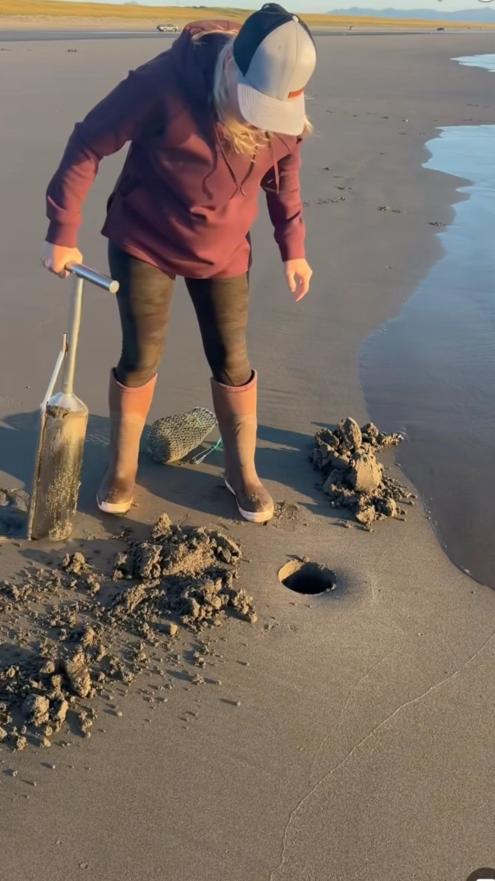 🦀Dan Young 📷Shows community how to dig a razor clam along the Oregon ...