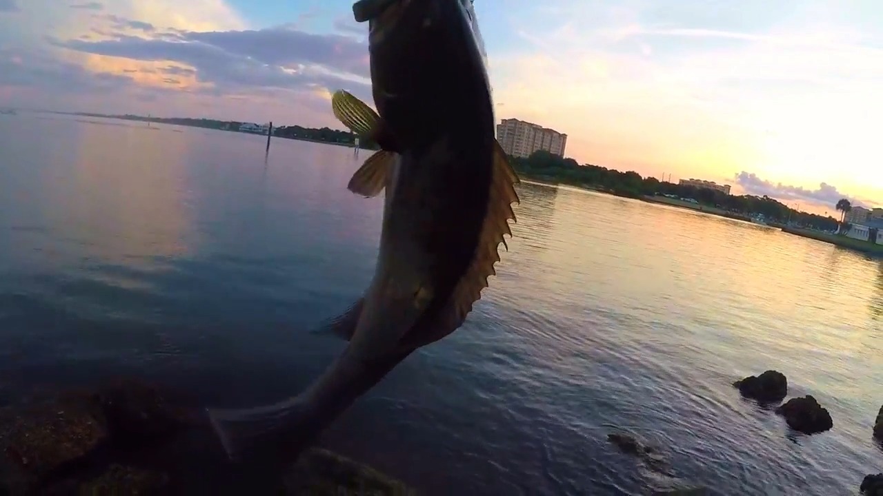 This Is Why I Fish Live Pinfish (Saltwater Fishing Florida) | Rad ...