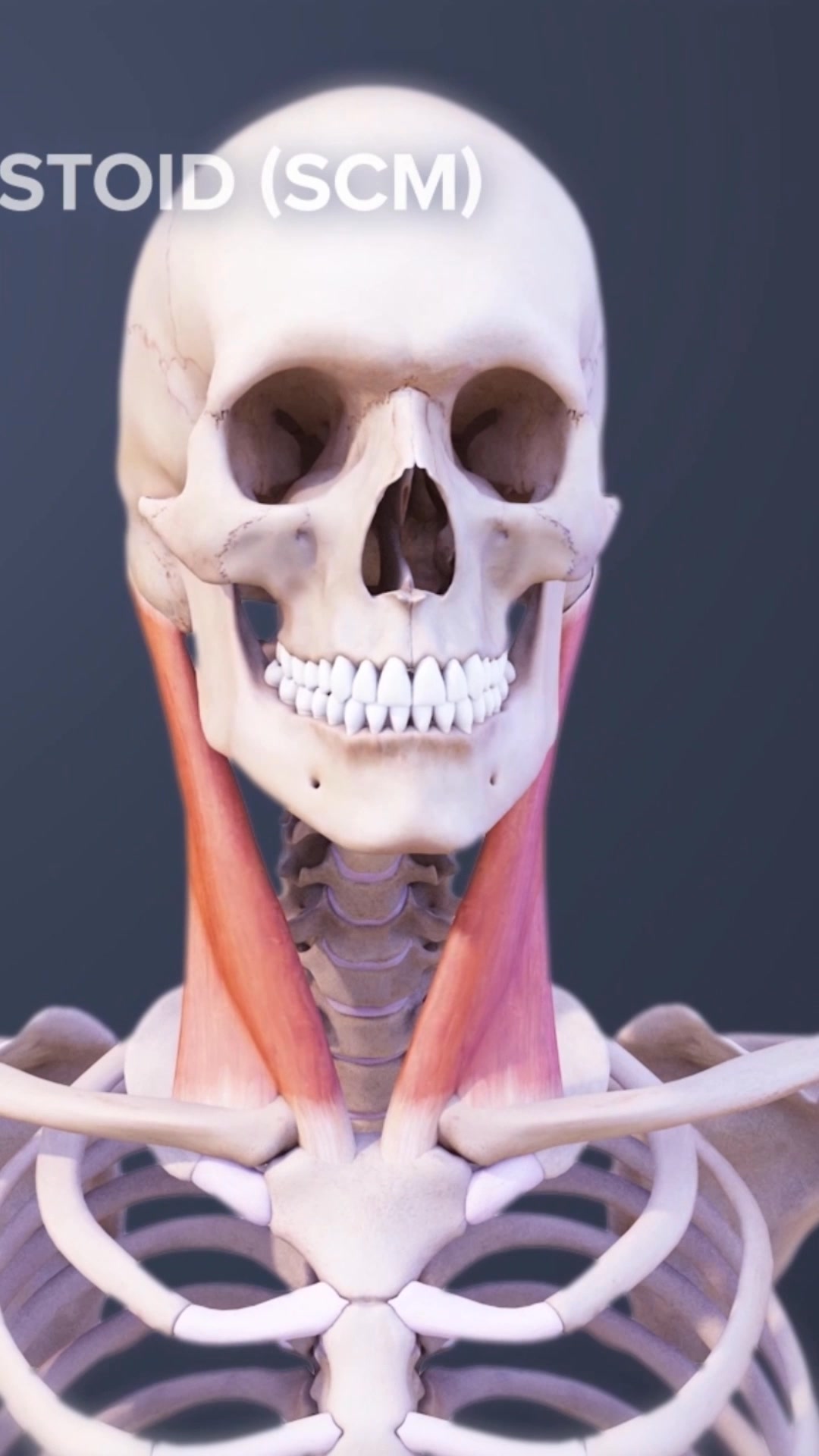 The sternocleidomastoid muscle can help in head rotation and tilting ...