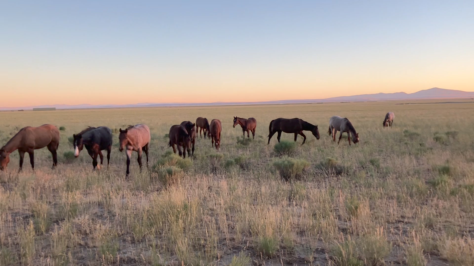 Roaring Springs Ranch Quarter Horses | Frenchglen OR