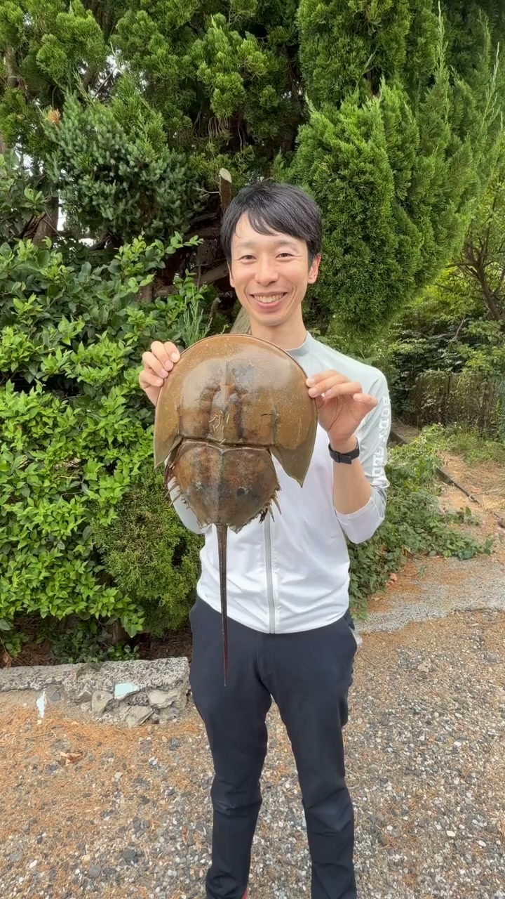 全長50cm、頭の直径30cmのカブトガニの抜け殻を、山口の浜辺で拾ったよ
