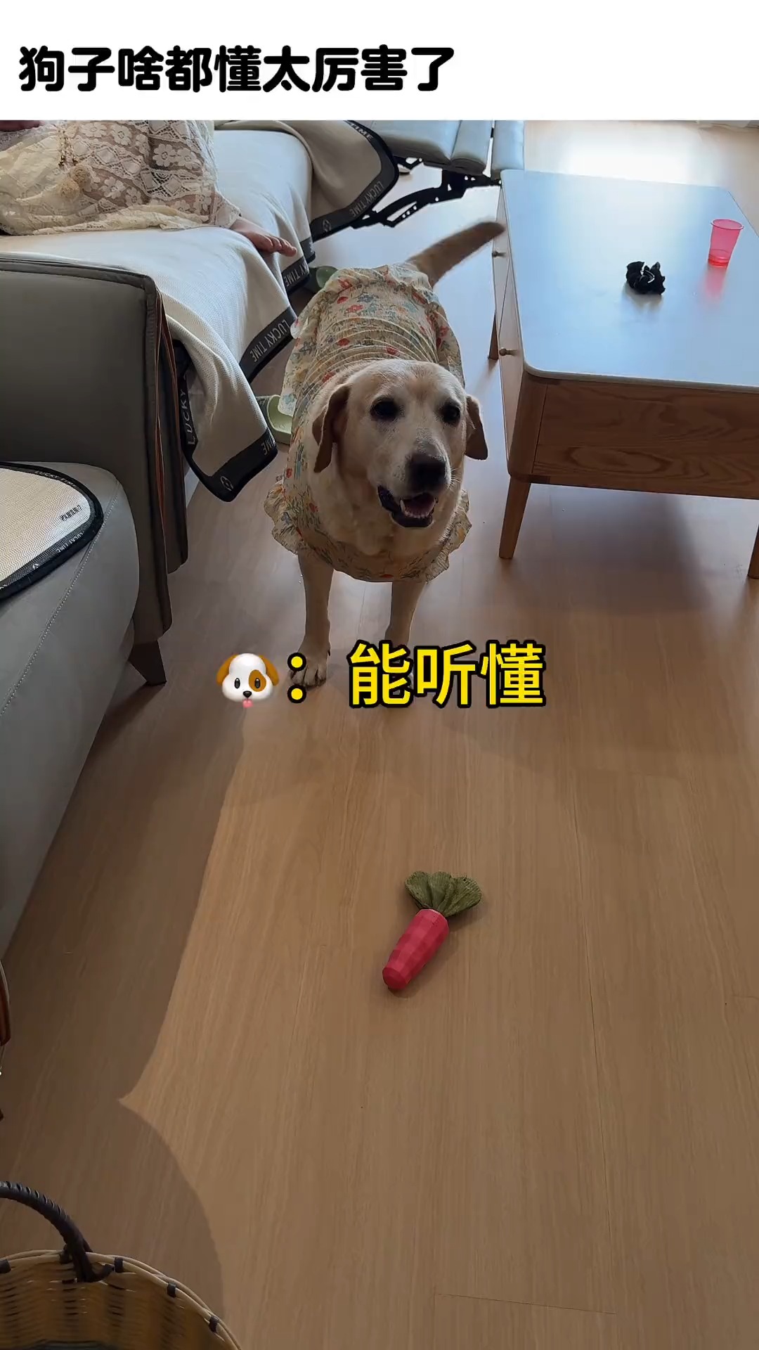 这狗子啥都能听懂，真厉害！ #拉布拉多 #狗狗 #dog #funnyvideos #doglover | 毛孩子短视频 | Facebook