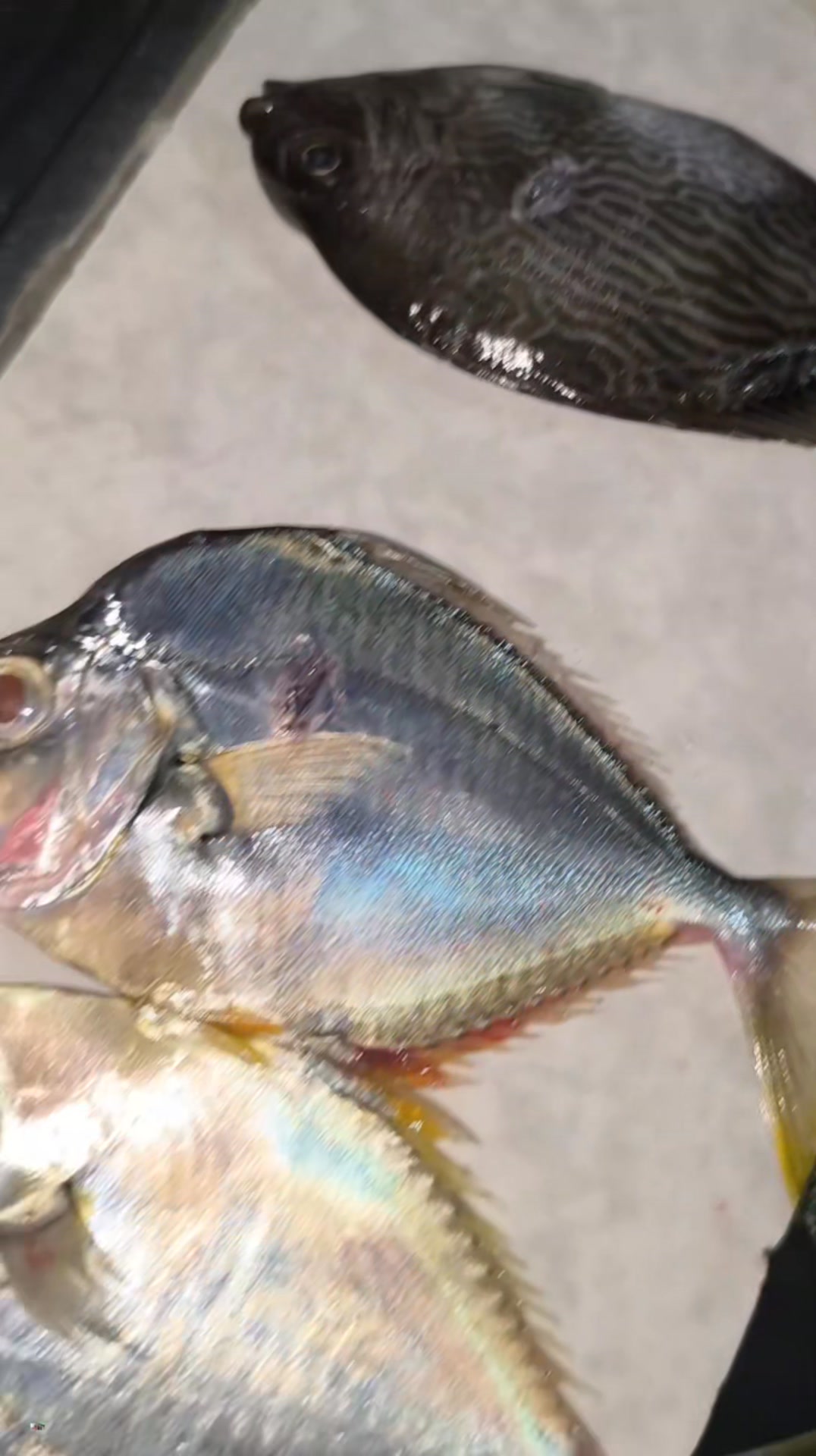 Kakaunti pero Salamat parin at may pang ulam | fishing and adventure ...