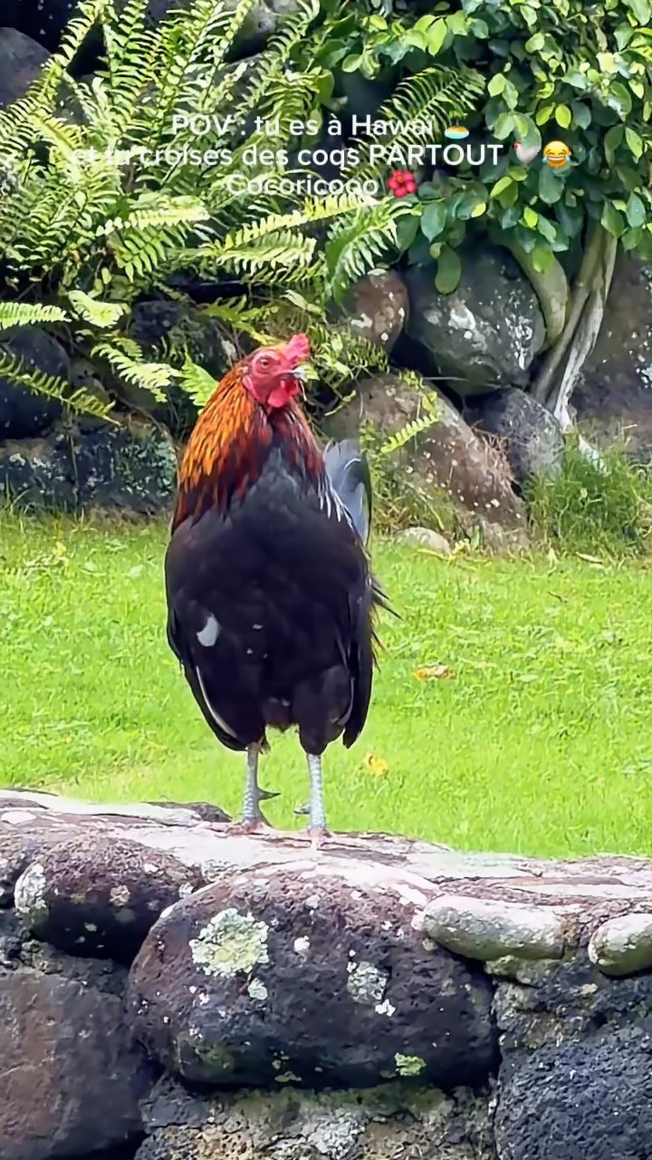 Why did the rooster cross the road? A wild rooster was spotted