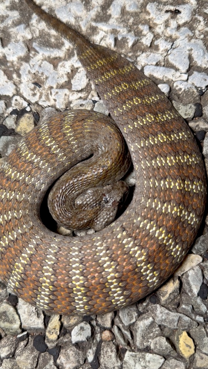 Death Adder pancake! This Rough-scaled Death Adder (Acanthophis rugosus ...