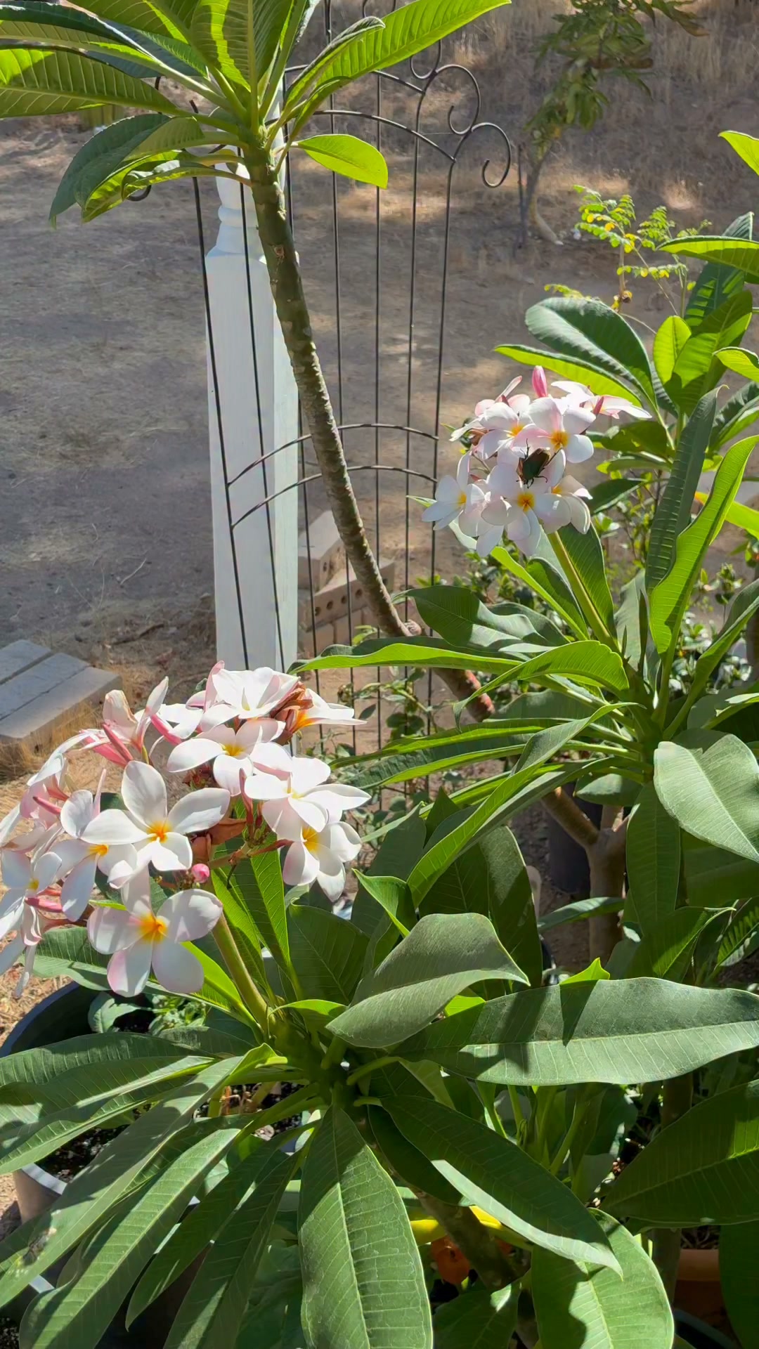 Purumeria❁⃘ Plumeria Flowers #flowers #flowerlovers #love #garden #gardening